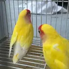 زوج روز لاتينو رد فيس