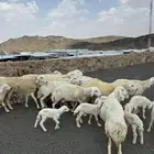 غنم خلفات حريات