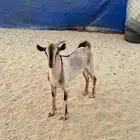 للبيع تيس جذع