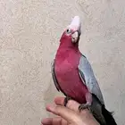 جوز كوكاتو جالا