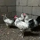 طقم دجاج فرنسي كولومبي سوبر