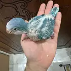 كويكر ازرق فاتح تم البيع