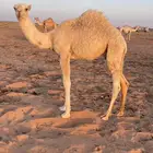 قعود طيب