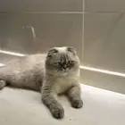 سكوتش للتزاوج