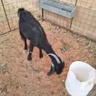 للبيع عنز حبشية - المزاحمية