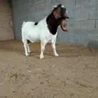 تيس بورقوت فاخر دم نقي