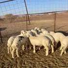 بهم تربيه فاخر