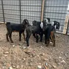 بهم اعماره شهرين نظيف وقارم.