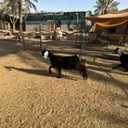 عنز عارضيه تامه