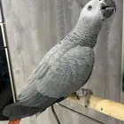 كاسكو افريقي سوبر جامبو