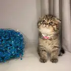 قطط سكوتش فولد للبيع