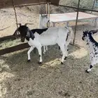 معزا دقيع