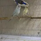 للبيع جوز وفريد طيور حب ذكر متكلم شرط