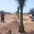 نخل مثمر للبيع