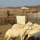 ضان حريات مضاريع ودفيع