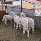 خرفان للبيع