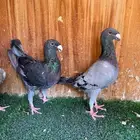 جوز هومر بفرحه