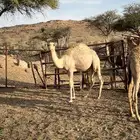 قعود وبكره فل شحم للبيع اعمارها خمسه شهور عل حليب اماتها وب