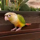 ببغاء كنيور (اناناس)
