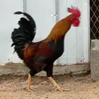 ديك عربي