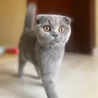 سكواتش تبني