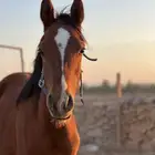 حصان للبيع