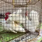 دجاج جبنيز
