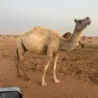 ناقه وضحا