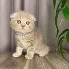 قطط كيتن للبيع