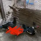 ذكرين بط بلدي