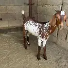 تيس مطور