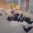 دجاج عربي اسود