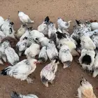 تصفيه دجاج براهما كولومبي اصل