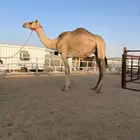 خفوت هجن
