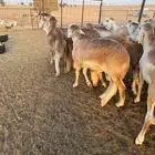 سواكن مرابي طيبه