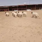 فحول نعيم