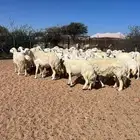 غنم دفيع مراح