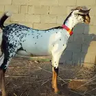 جفرة بيشية صنف الصنف