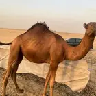 قعدان