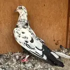 حمام قطيفي