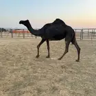 مجهم ضروبه للبيع او البدل بصفرا