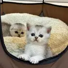 كيتن بيور سكوتش