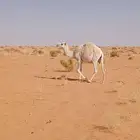 للبيع قعود.