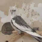 ذكر كروان ريسسف