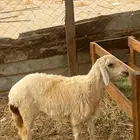 رخل حرية. تم البيع