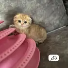 ذكور سكوتش قولد للبيع