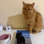 قطط اناث للتبني