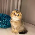 قطط سكوتش فولد صغيره للبيع