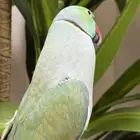 ذكر دره