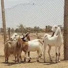 بيعن الله يبارك له معزا مضاريع فحص سونار